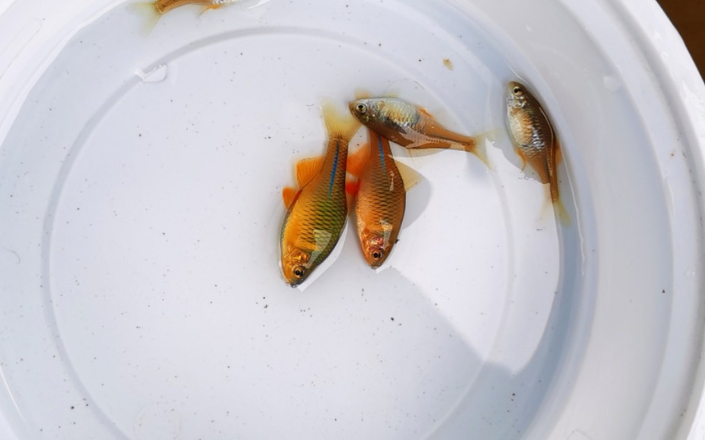 蓝鼻子鳑鲏生态养殖_哔哩哔哩 (゜-゜)つロ 干杯~-bilibili