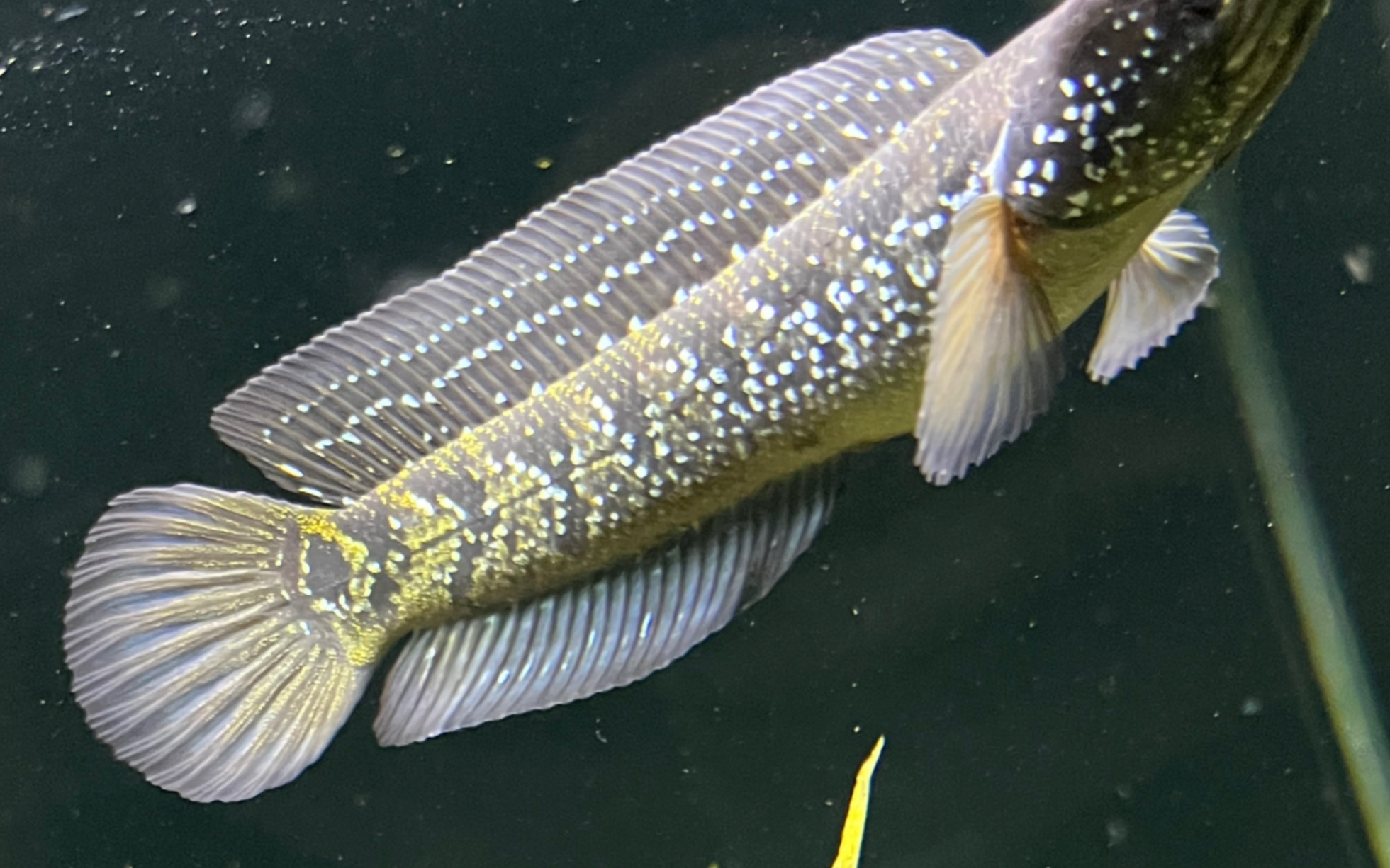 我以为是条黑月鳢,没想到居然发色了