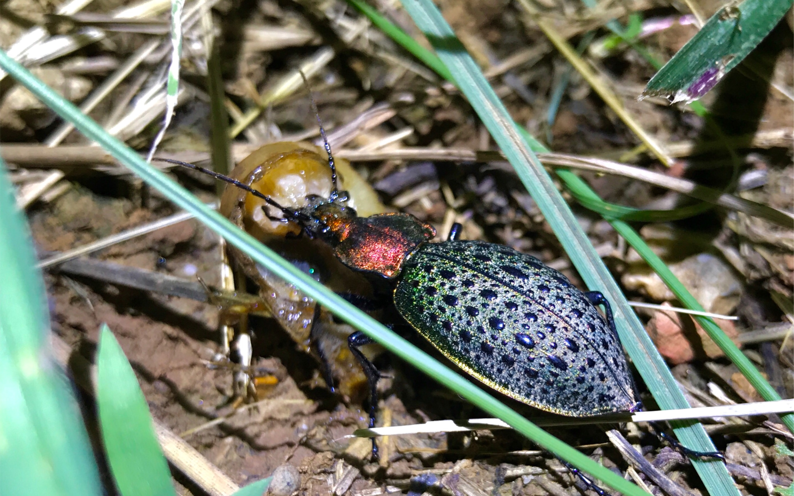 疑步甲野外进食蜗牛实拍