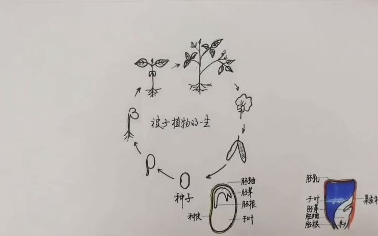 [图]3.1五分钟思维导图复习被子植物的一生