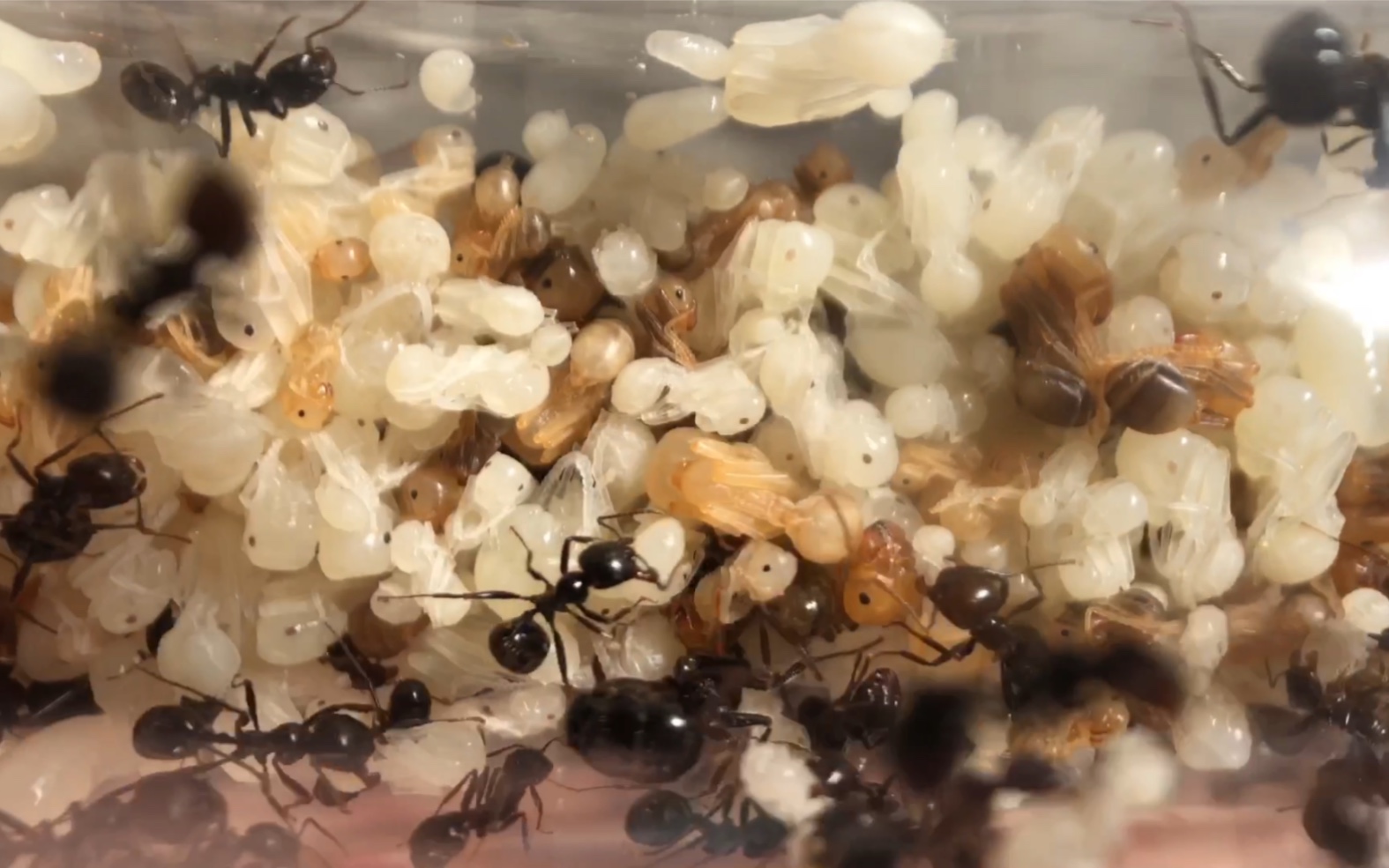 原生收获蚁饲养经验分享.亲手拔下原生公主翅膀.