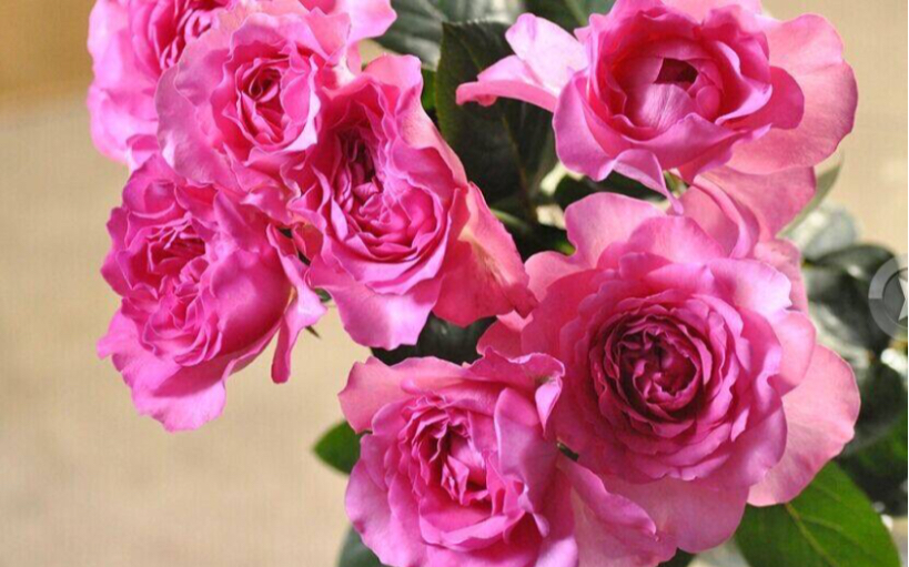 伊芙月读月季夏季长势如何