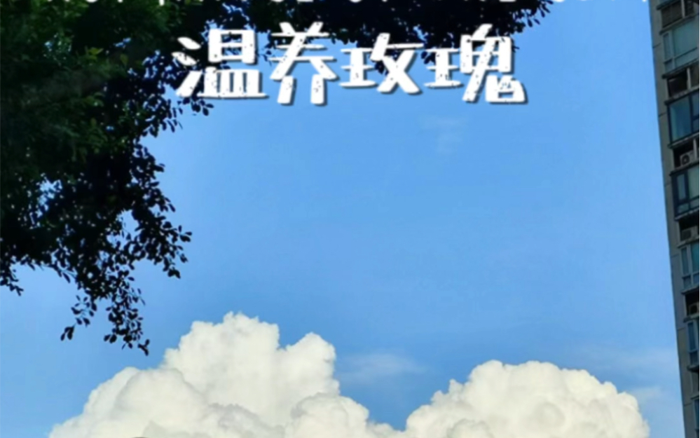 温养玫瑰哔哩哔哩bilibili