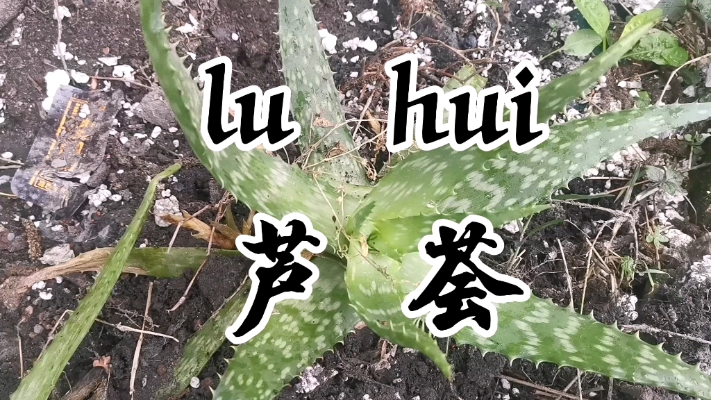 中草药芦荟哔哩哔哩bilibili