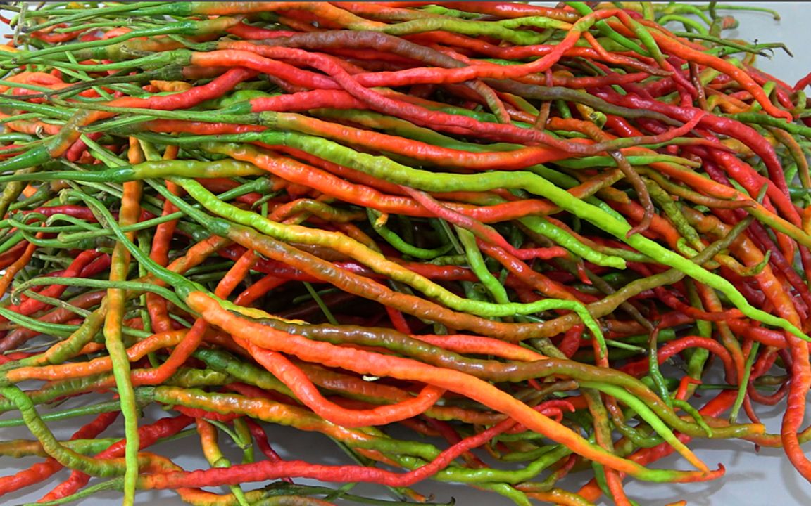 这种线椒贵州才有,吃过一次就忘不了,遇见囤一箱,错过要等一年