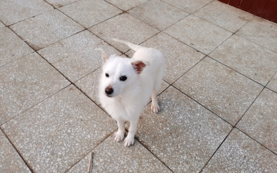 收养的流浪狗陆陆续续发情了,这频率太快了,及时隔离避免繁殖!