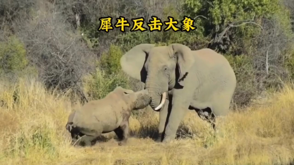 犀牛竟敢反击大象!结果却被戳得落荒而逃