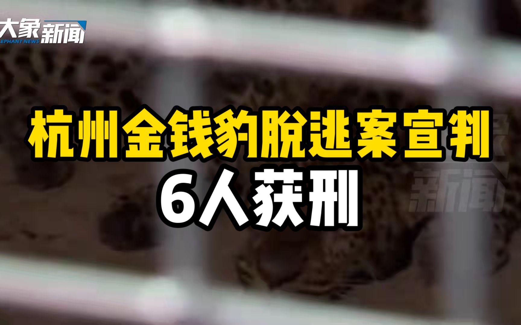 6人获刑!杭州3只金钱豹脱逃案宣判:目前仍有一只未捕获哔哩哔哩bilibili