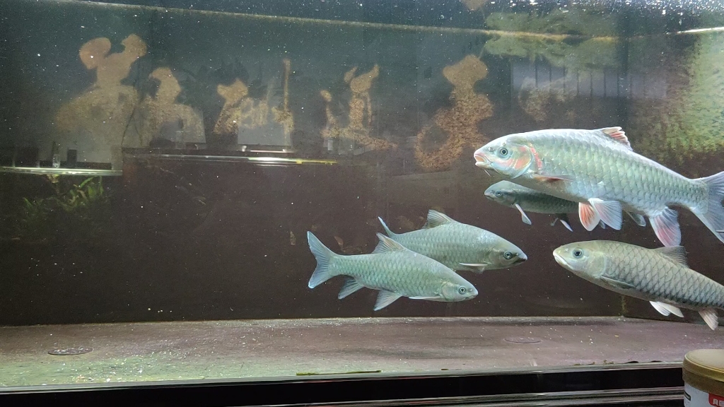 大型原生鱼!50公分的凤仙子鱼!