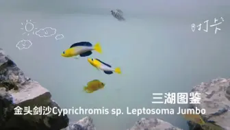 #三湖图鉴 金头剑沙Cyprichromis sp. Leptosoma Jumbo的互相夸示.