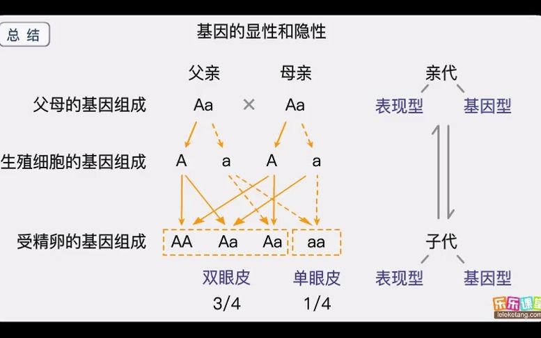 八年级下册生物学 第19期 基因的显性和隐性哔哩哔哩bilibili