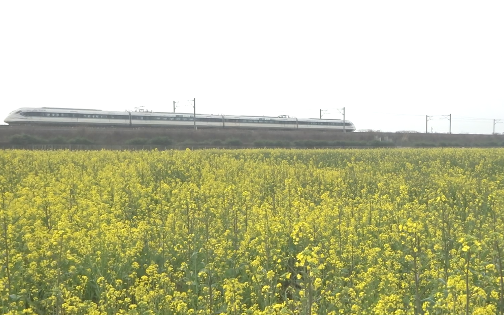 [图]【春江水暖】初春、火车和油菜花