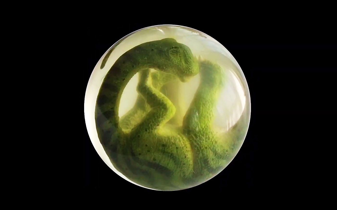 制作一个小恐龙胚胎摆件