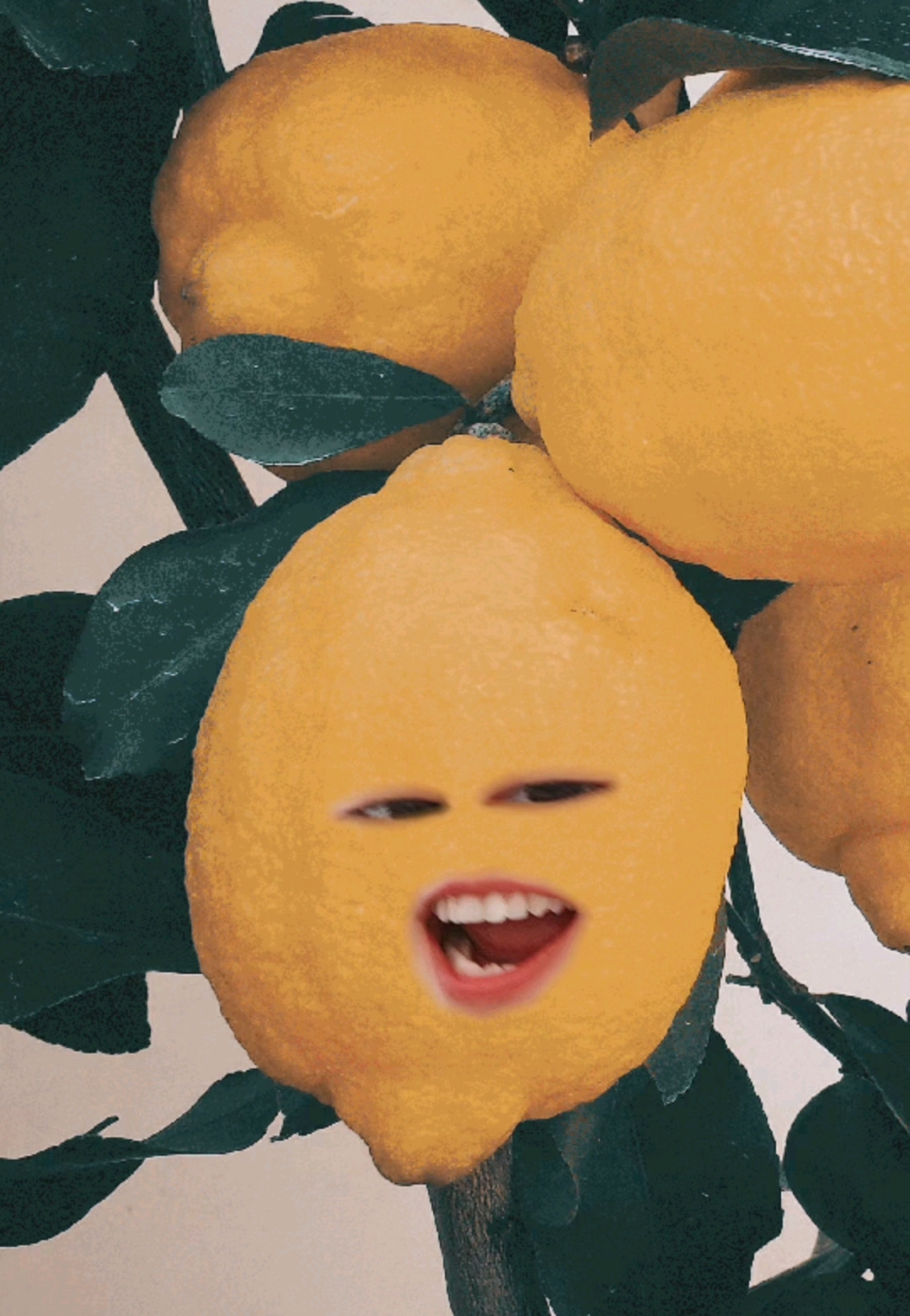 柠檬头发疯日常