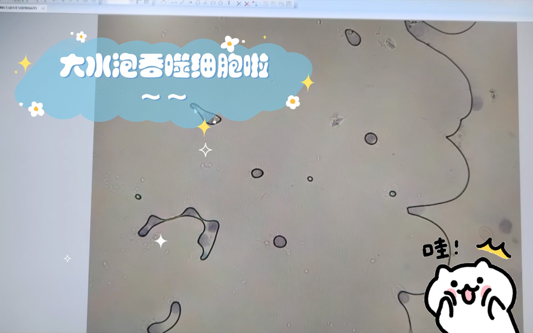 大水泡吞噬细胞啦~~哔哩哔哩bilibili