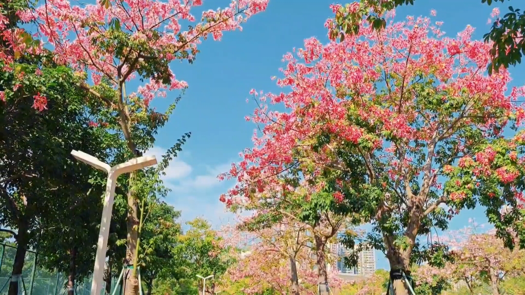 樱花木棉树简介图片