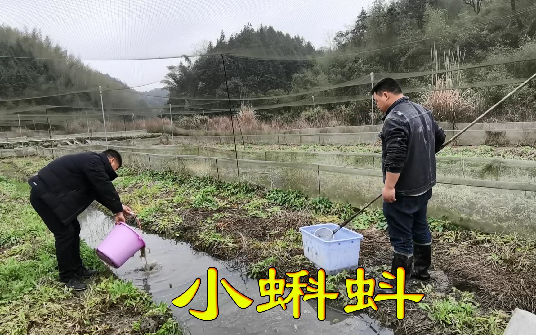 [图]养殖场的青蛙开始产卵了，一天就产出了十几亩，你们见过这么多吗？