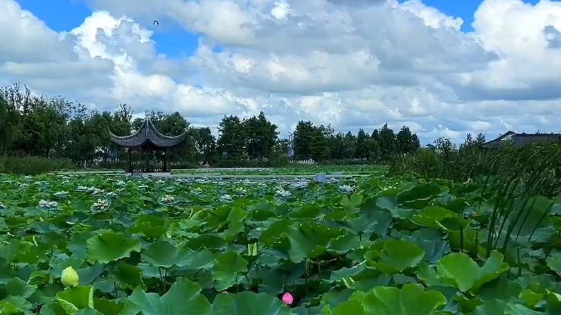 浅夏绿意,十里荷香,尽显初夏好时光~哔哩哔哩bilibili