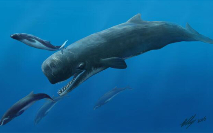 梅尔维尔鲸和蓝鲸谁大图片