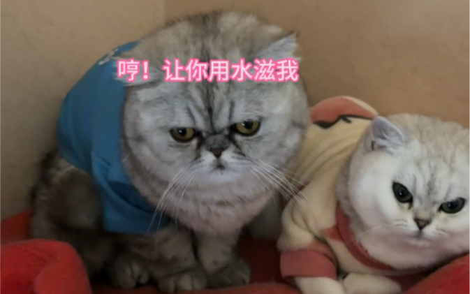 和小猫咪一起过泼水节-田园猫宝-田园猫宝-哔哩哔哩视频