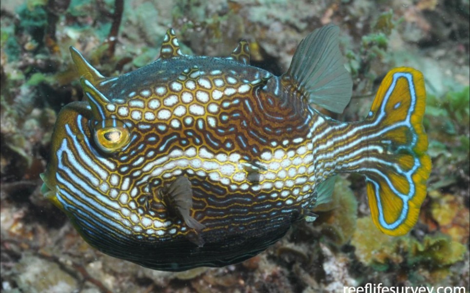 丽饰六棱箱鲀(丽牛角)啃章鱼腿