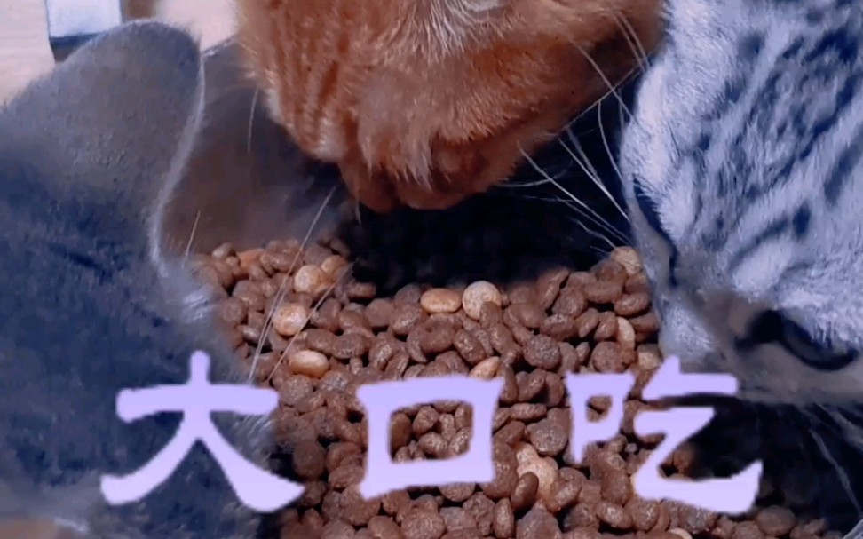 猫大口吃猫粮表情包图片