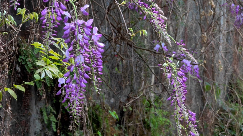 青藤生此花,紫穗披薄纱.#乐山八仙洞宾馆