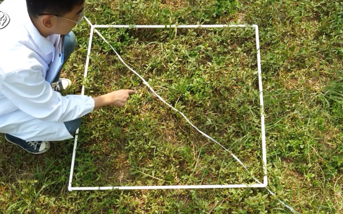 调查草地中某种双子叶植物的种群密度 高中生物学选择性必修2样方法喜旱莲子草哔哩哔哩bilibili