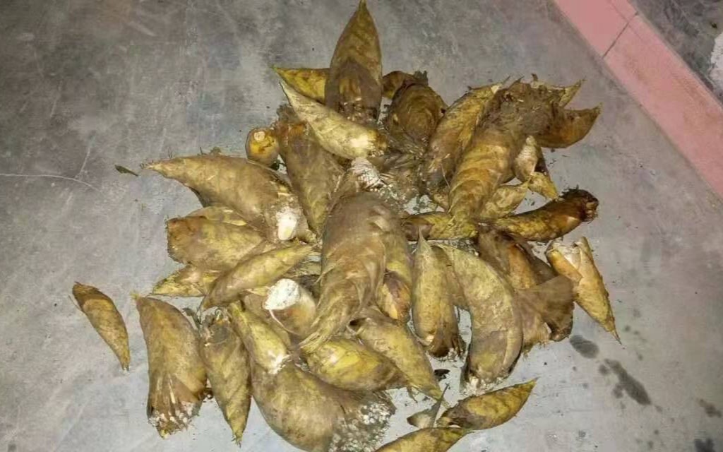 粤北特产 岭南风味 毛竹笋 苗竹笋 冬笋 山货 汇农佳品_哔哩哔哩 (゜