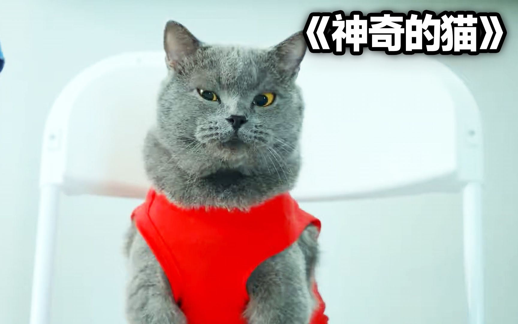 [图]猫咪为了讨好女友去学救援，结局很意外#搞笑 #可爱的猫咪