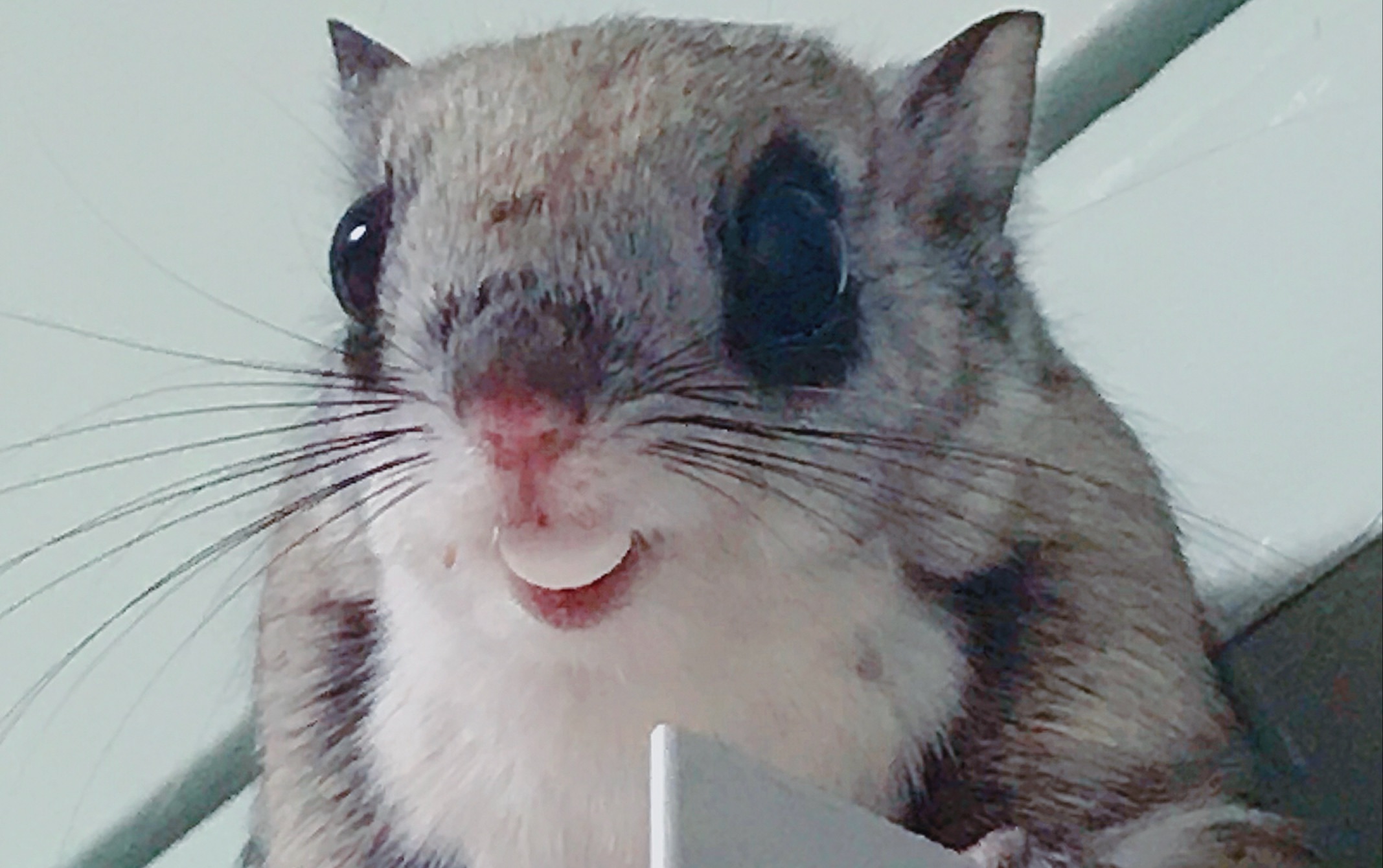 【大眼飞鼠】被宠物lu是什么感受?绝望jpg.