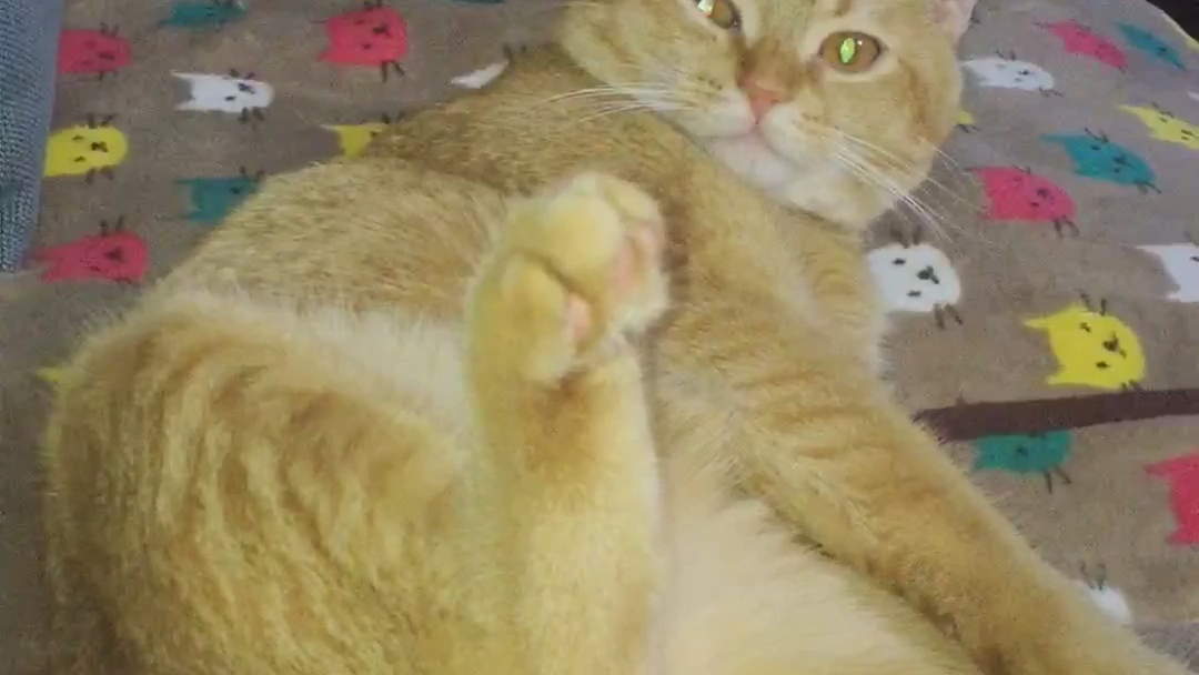 B站