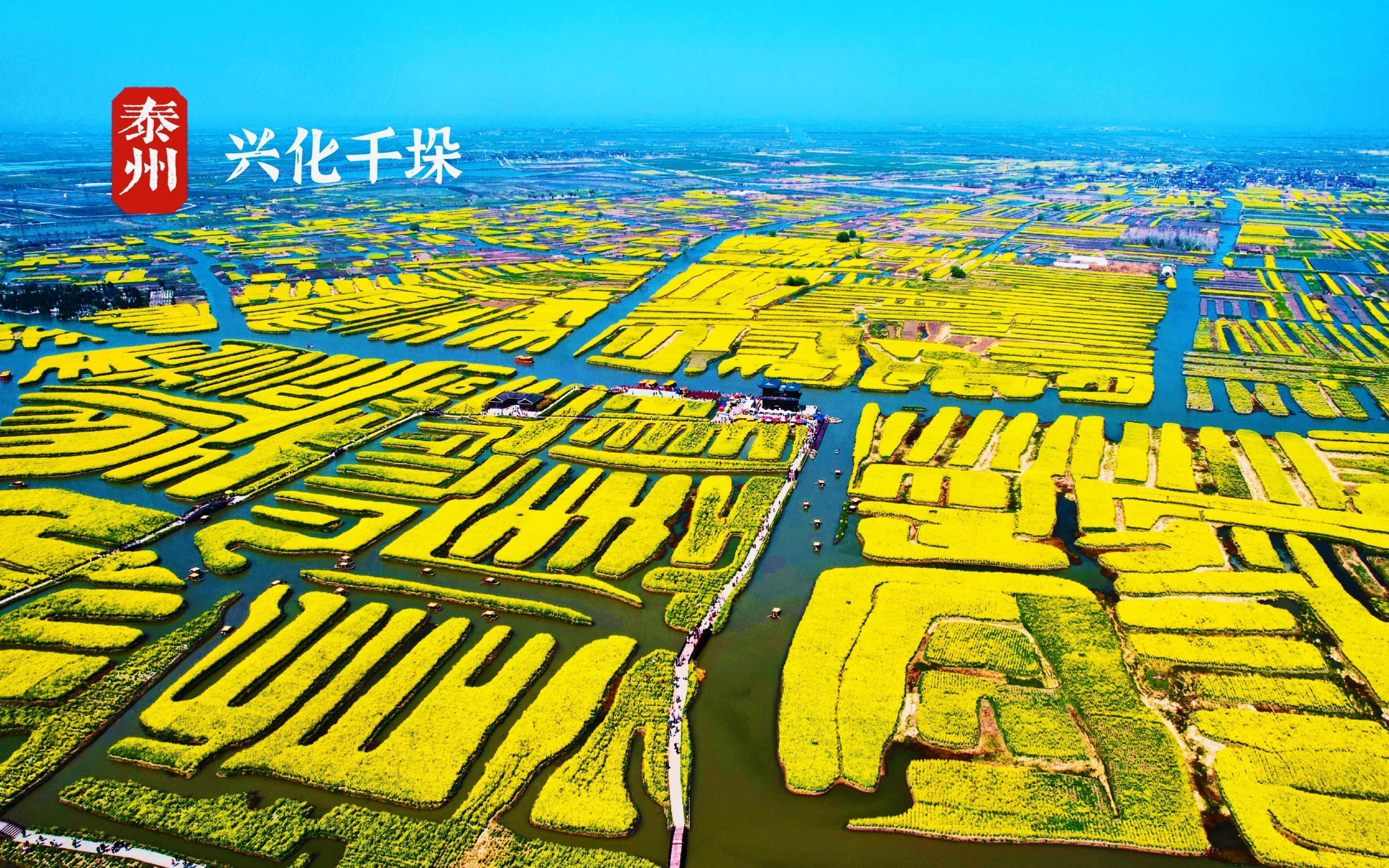 航拍兴化千垛 | 在油菜花泛舟是什么体验?