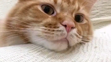 黄豆粉想和你贴贴