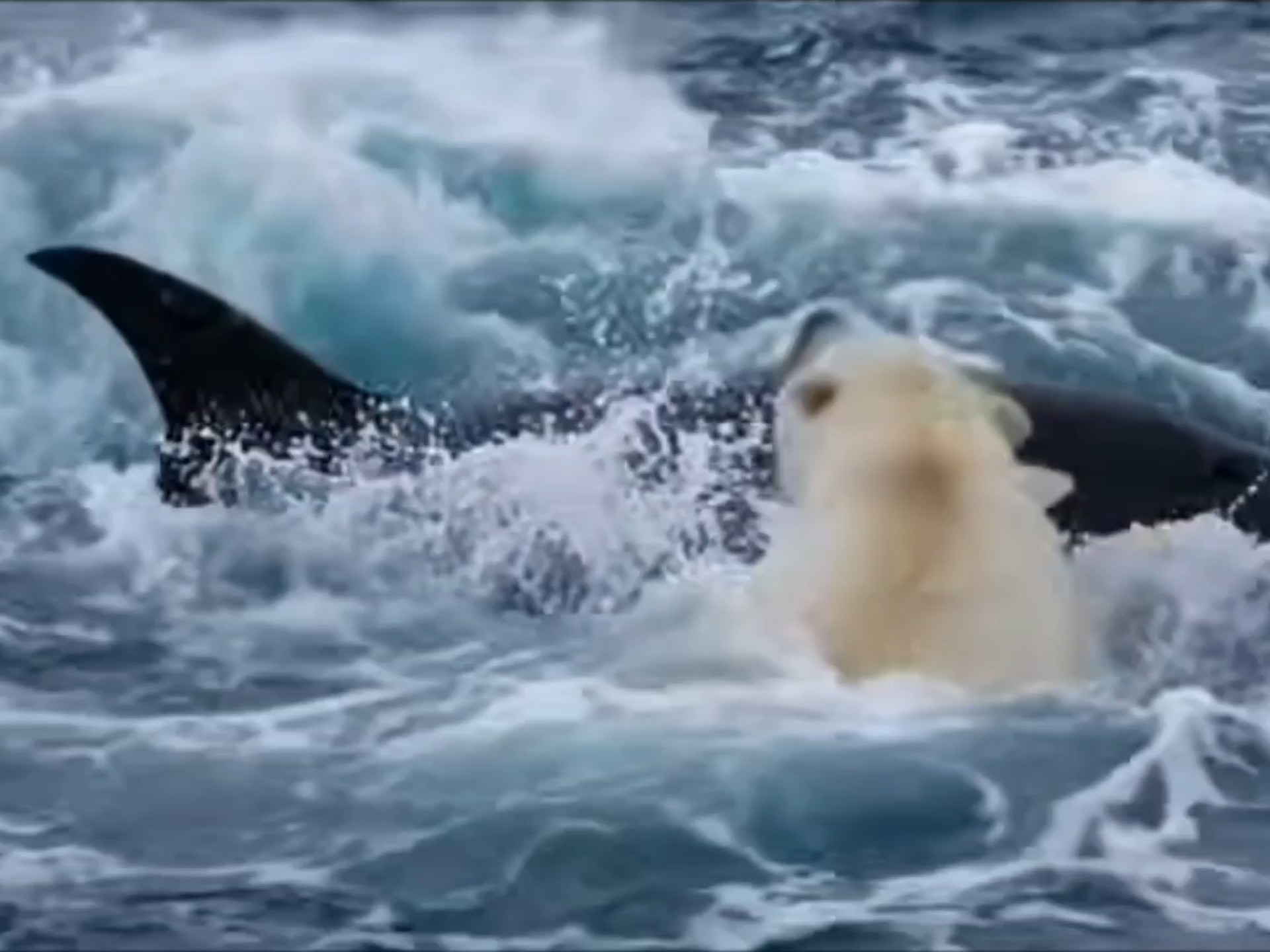 逆天!北极熊试图捕食虎鲸