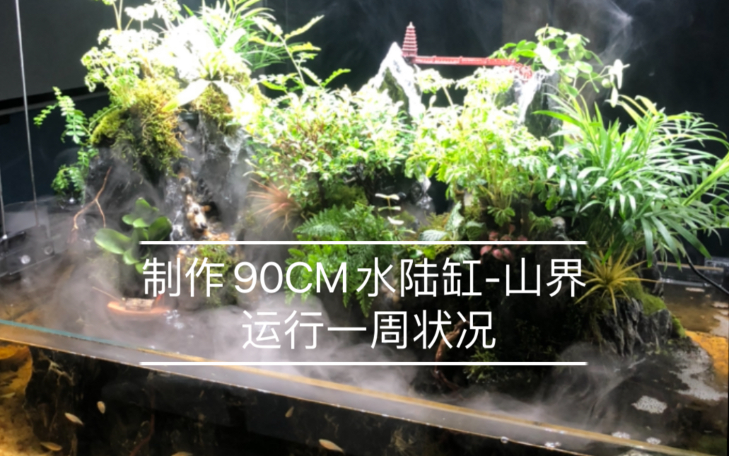 90CM水陆缸制作视频,运行一周的状态情况哔哩哔哩bilibili