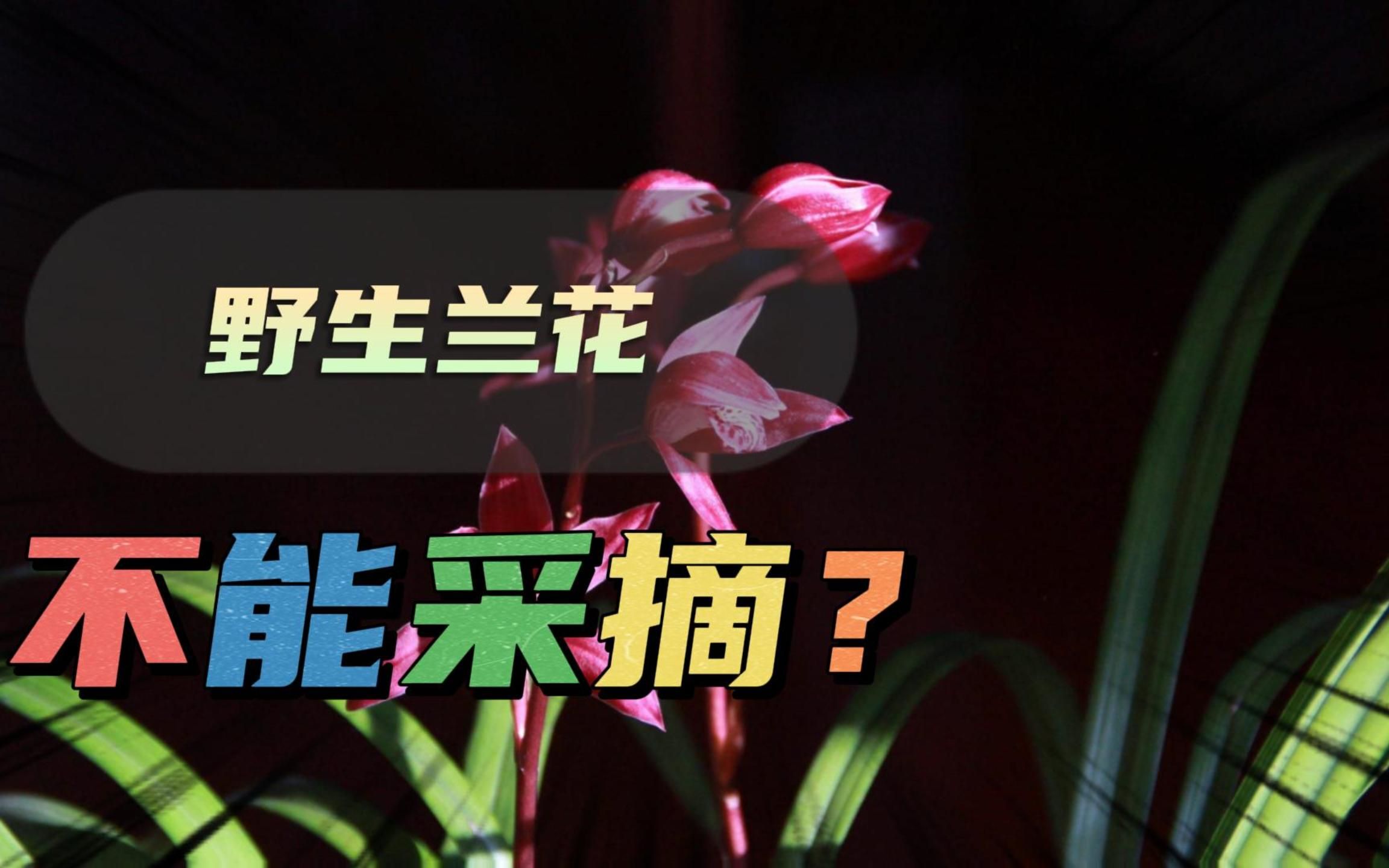 “入保”重点保护野生植物,随意采摘野生兰花,可能引来麻烦?哔哩哔哩bilibili