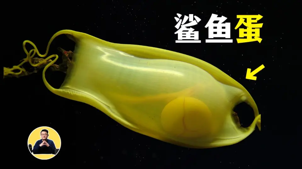 卵胎生 卵胎生