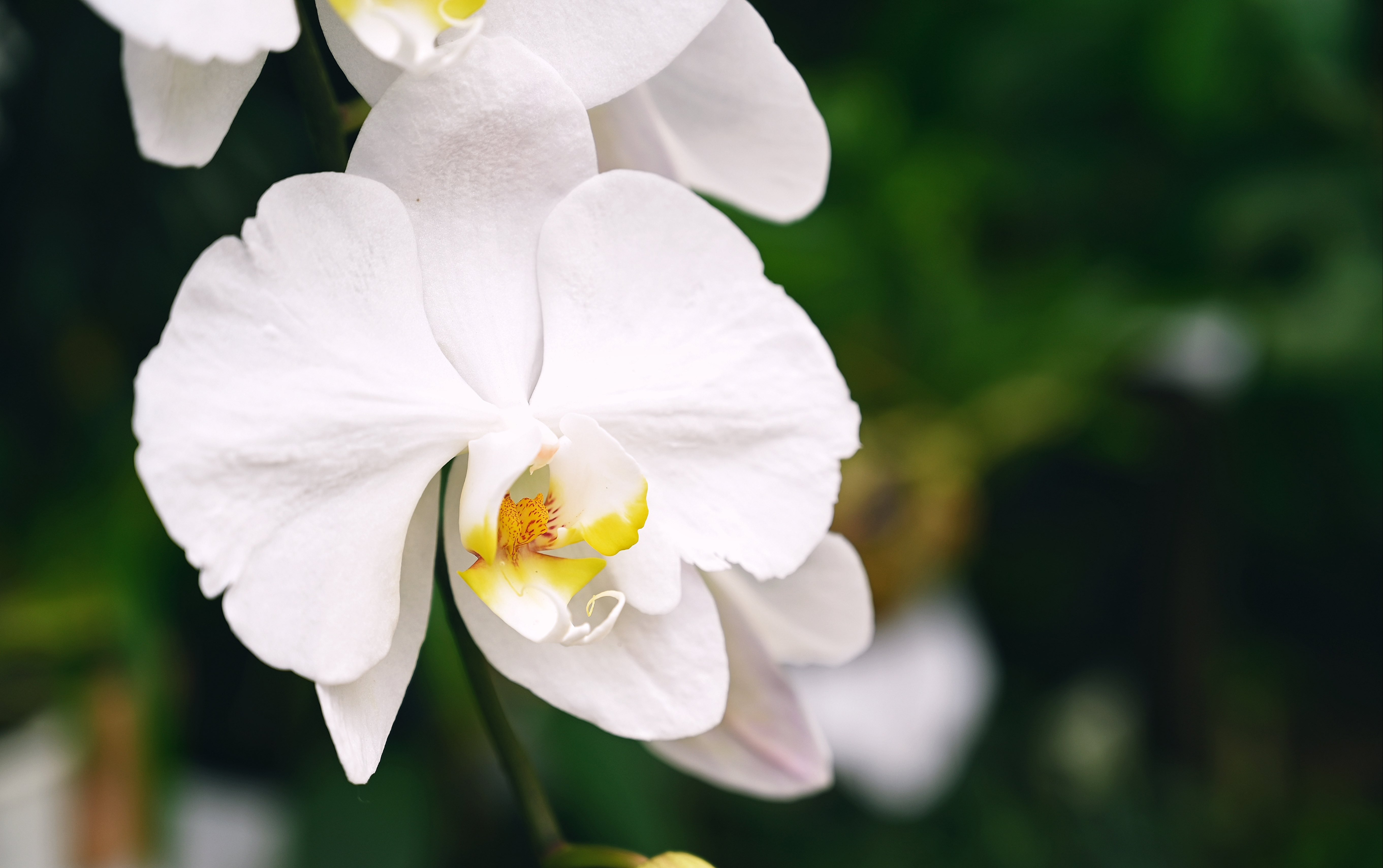 [图]花卉摄影鉴赏——植物的性器官