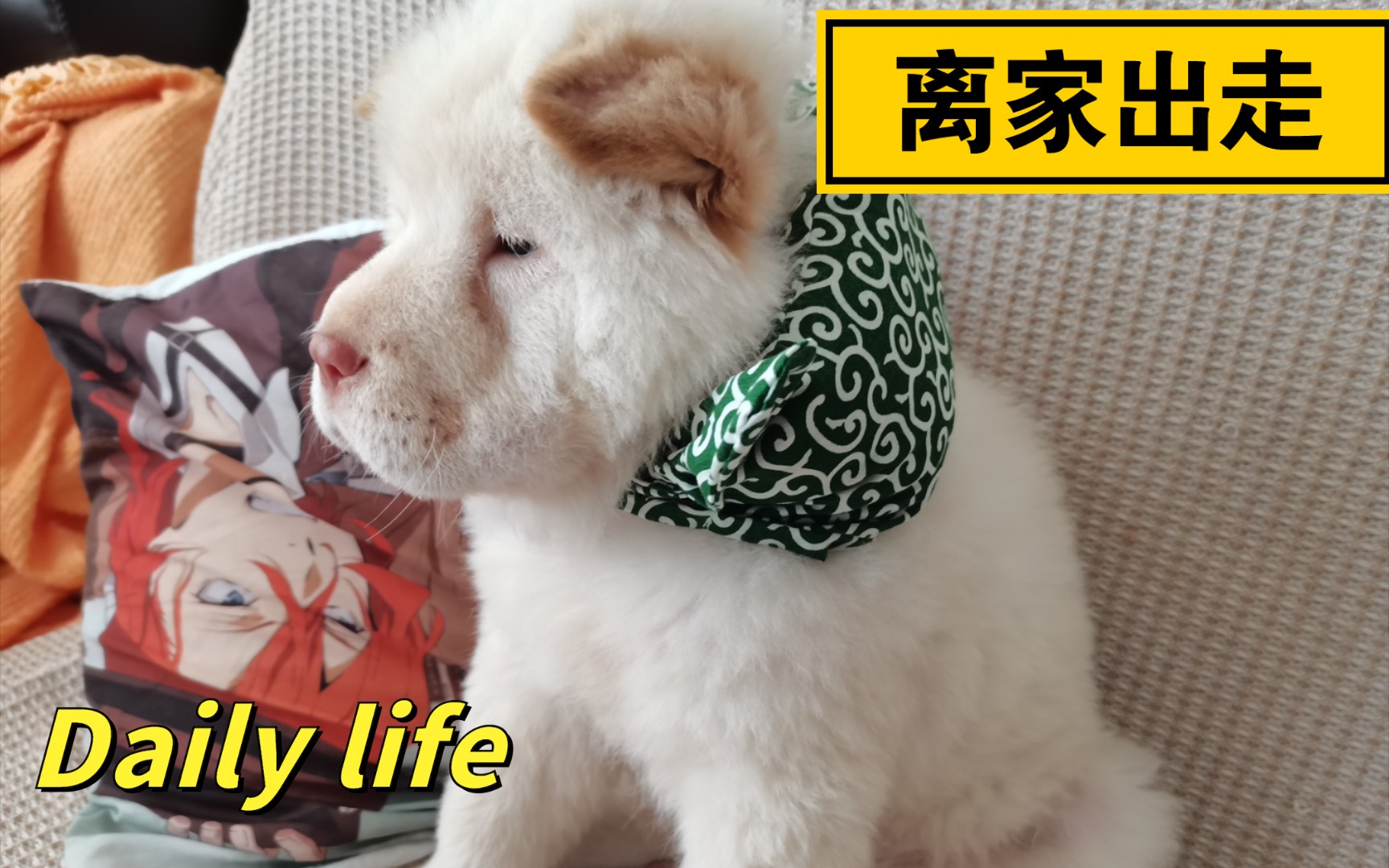 家里的猫咪打好包袱要带小土松提桶跑路结果