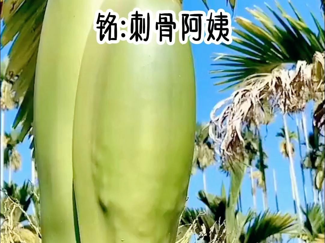 [图]铭《刺骨阿姨》小说推荐