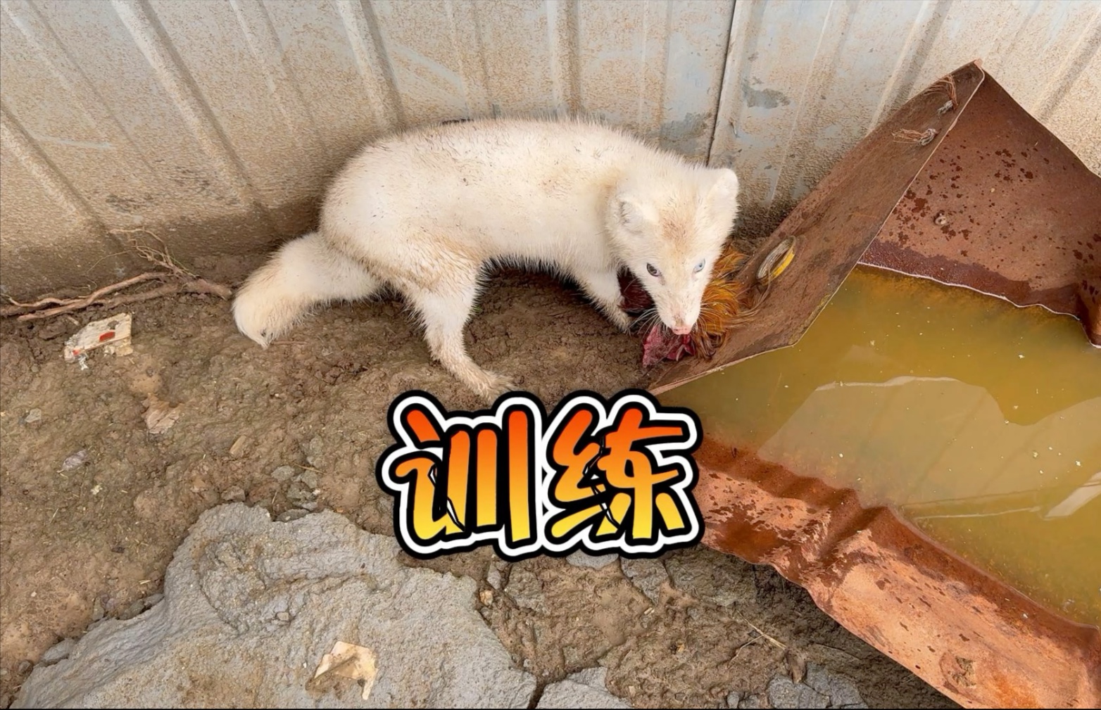 怎么狐狸也喜欢吃鸡啊！今天得给它调教调教！