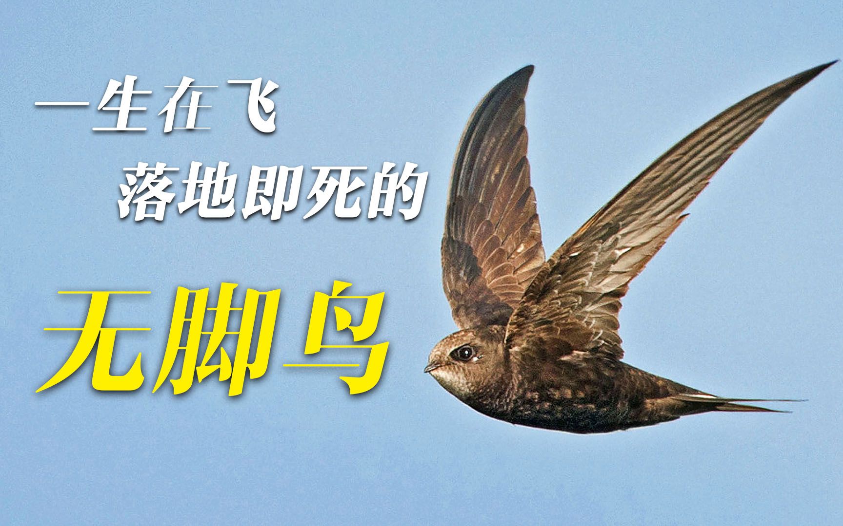 "无脚鸟"雨燕:边飞边睡,10个月脚不沾地!