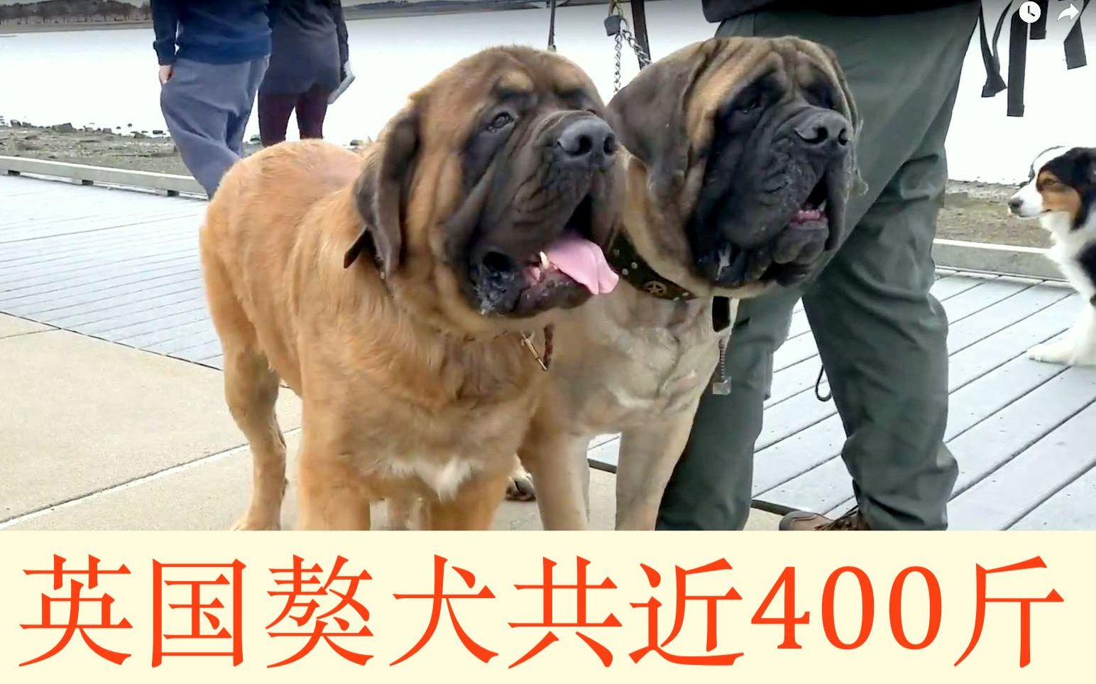 哈士奇波士顿巧遇俩只共400斤的英国獒犬.大跌眼镜.