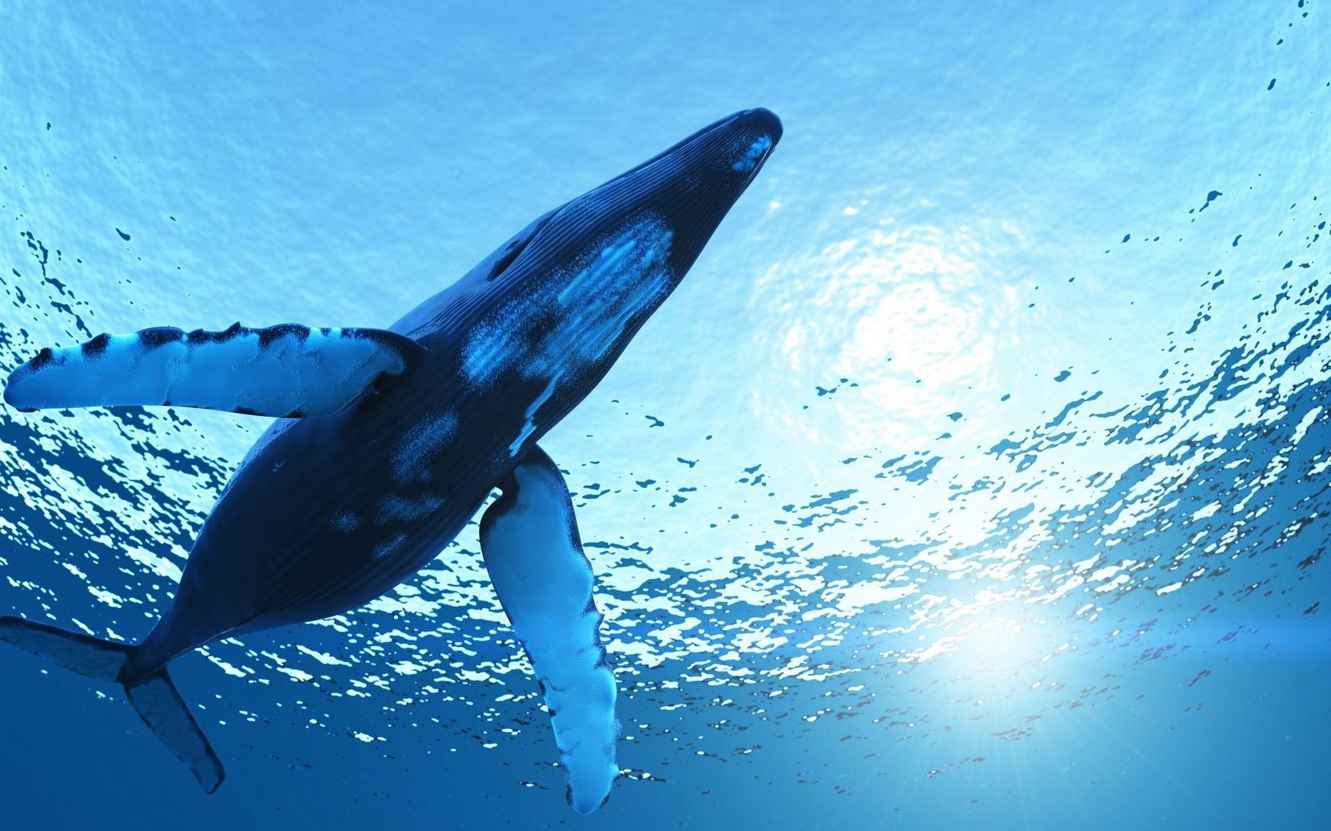 心沉蓝海 无言如韵