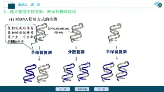20200327-DNA的复制