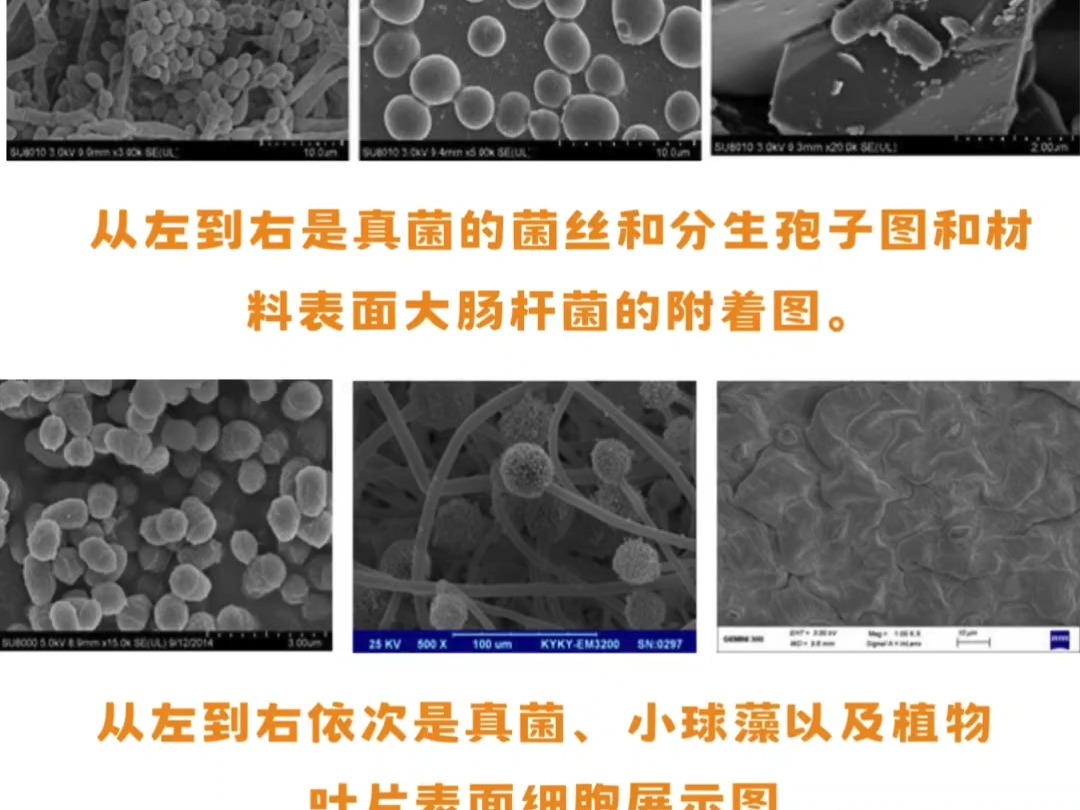 SEM之生物样品制备篇哔哩哔哩bilibili