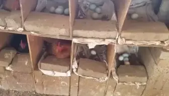给北方的鸡看一下，我们南方的鸡是怎么过冬天的
