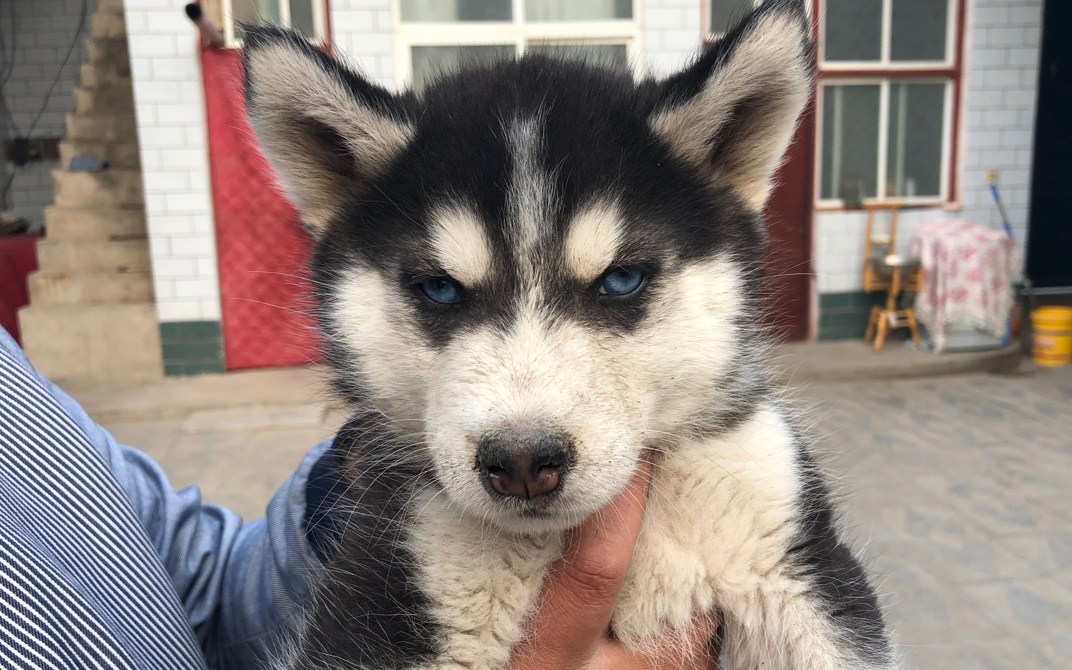 900元从外地买了只哈士奇,蓝色眼睛三把火,大家看看纯不纯