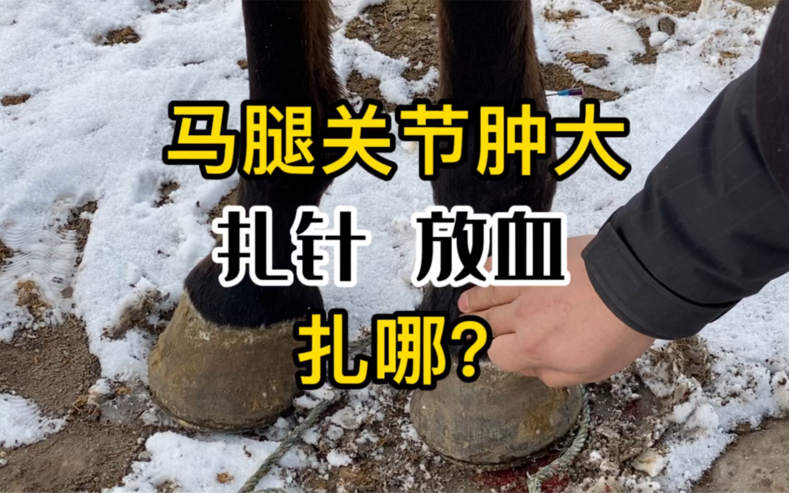 一匹马得了风湿性关节炎,一个腿粗一个腿细,放血处理它_哔哩哔哩_bili